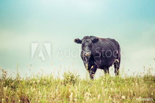 Picture of Cow Looking Retro